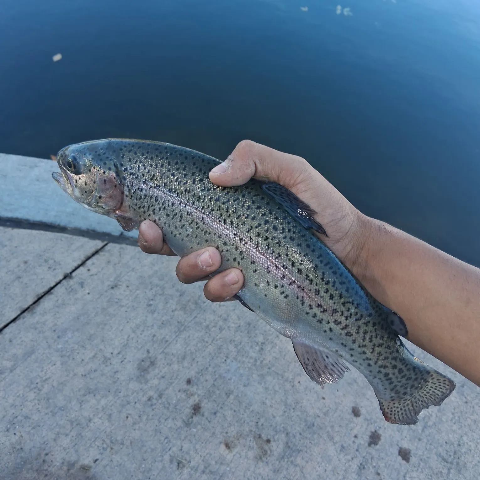 Rainbow trout caught on Fishbrain