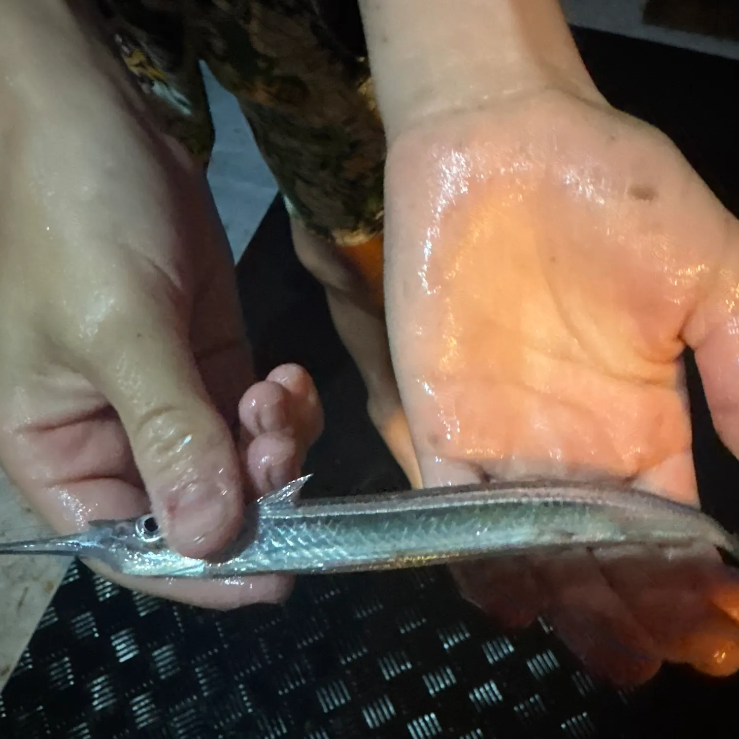 The most recent Ballyhoo halfbeak catches on Fishbrain