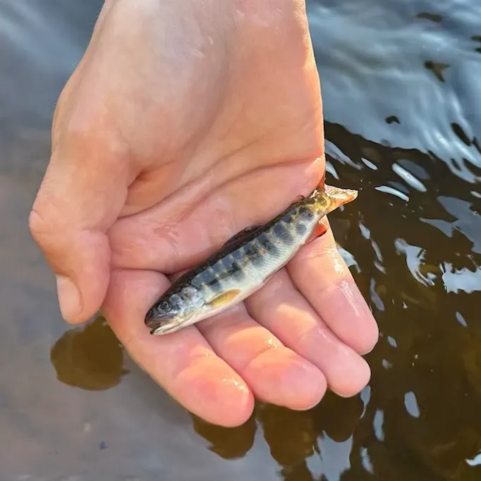 Brook trout caught on Fishbrain