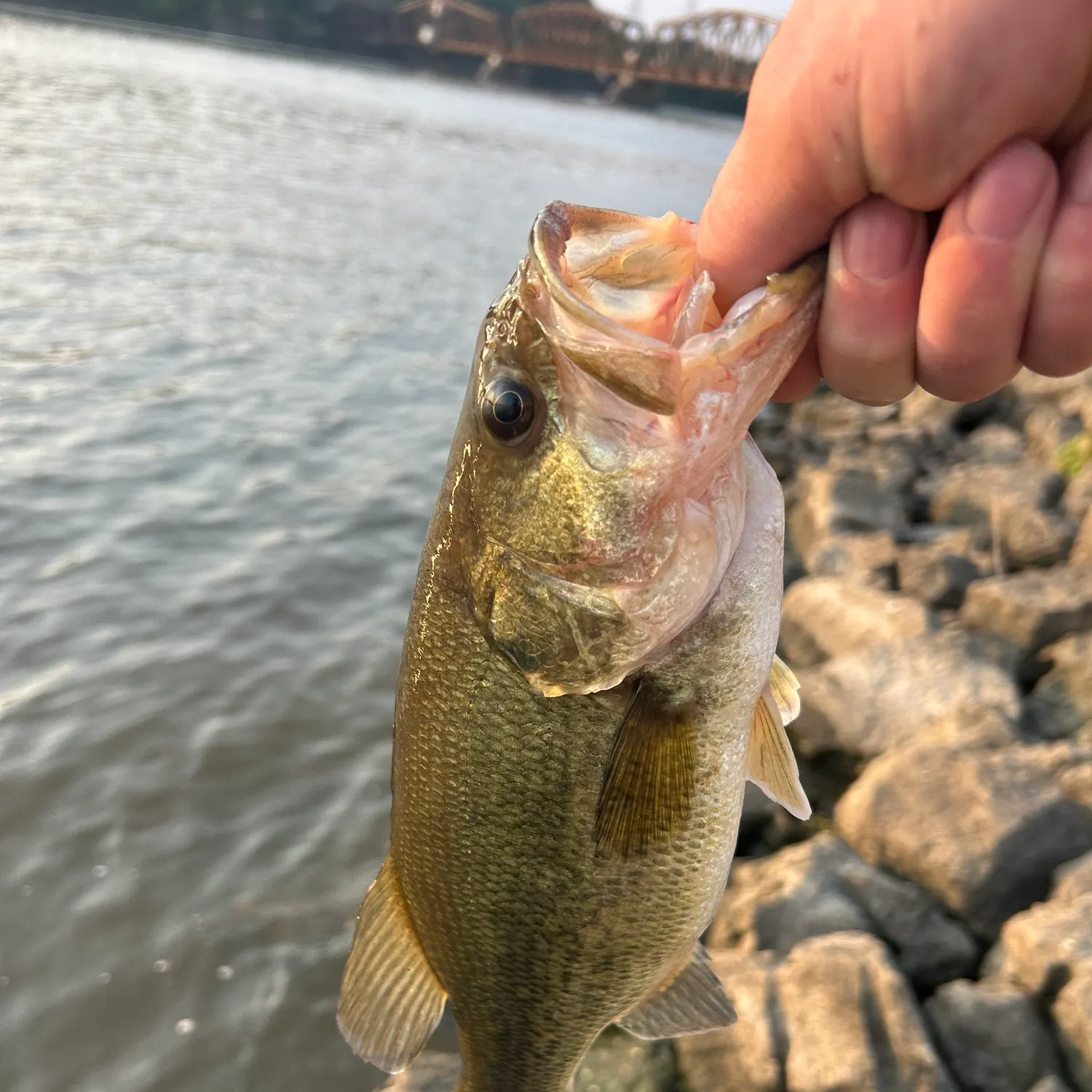 angler catch