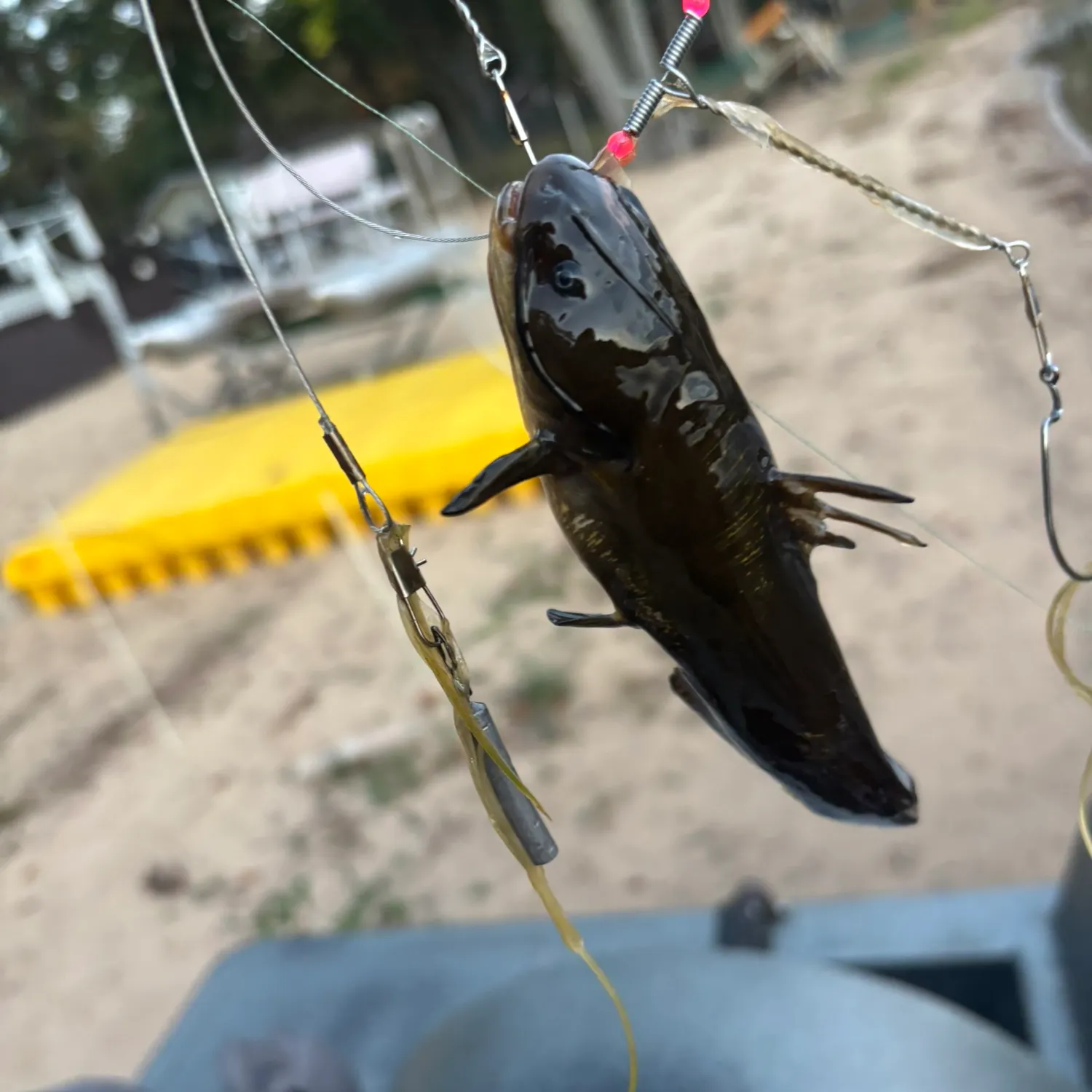 Black bullhead caught on Fishbrain