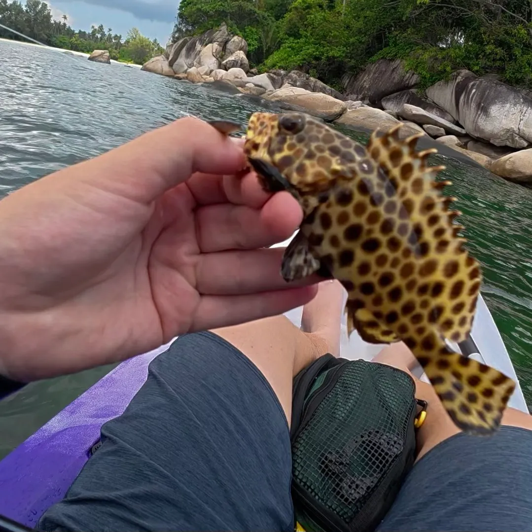 The most recent Honeycomb grouper catches on Fishbrain