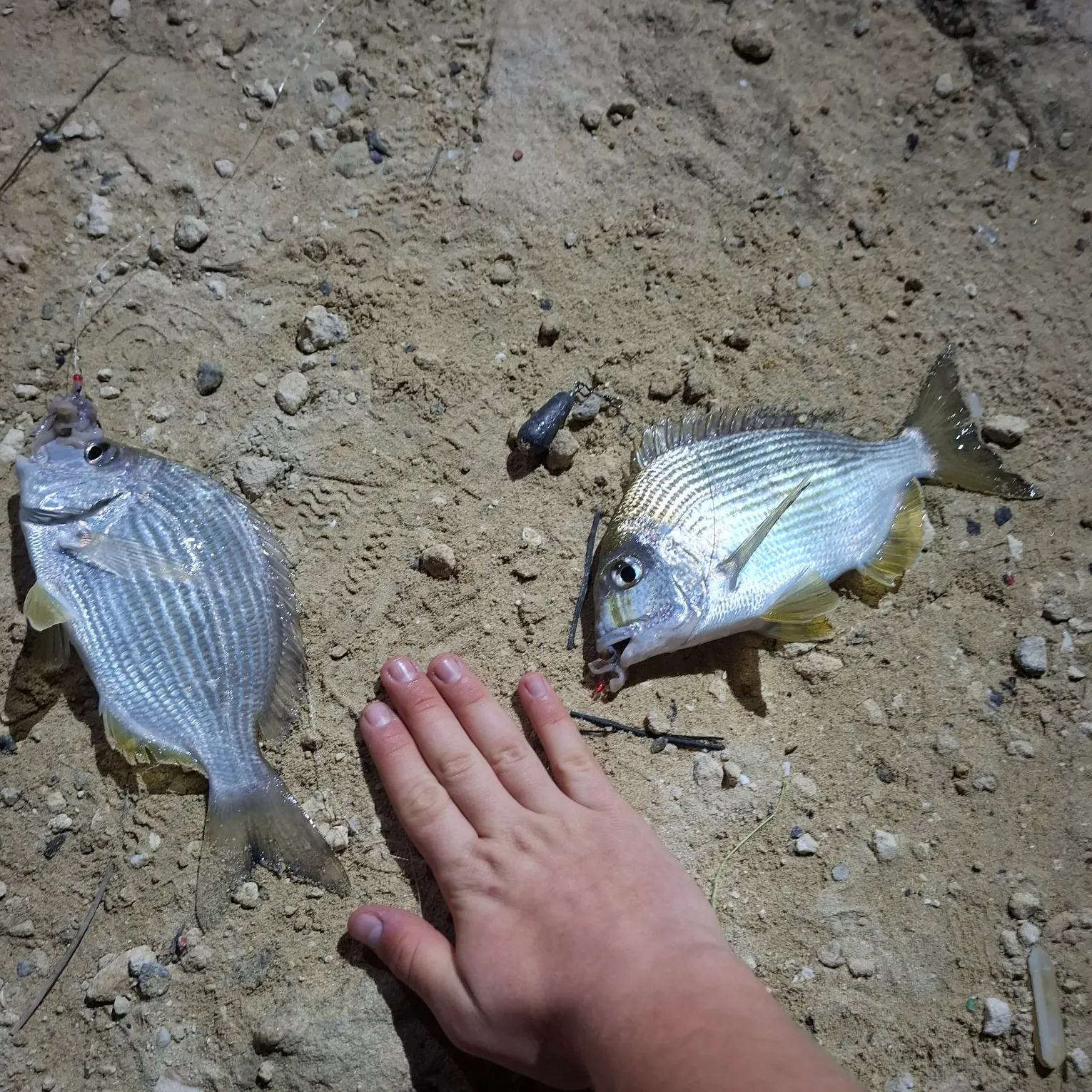 The most recent Goldlined seabream catches on Fishbrain