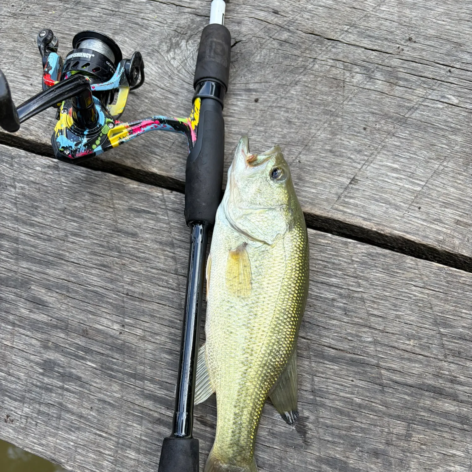 Largemouth bass caught on Fishbrain