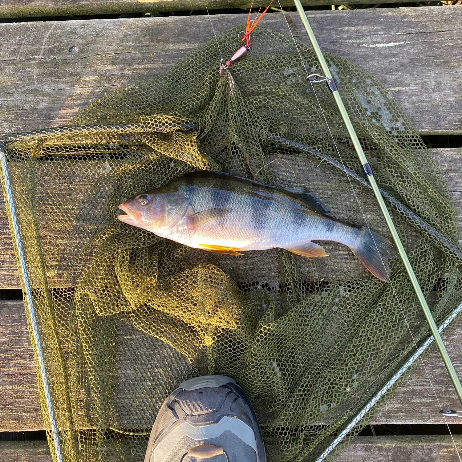 European perch caught on Fishbrain