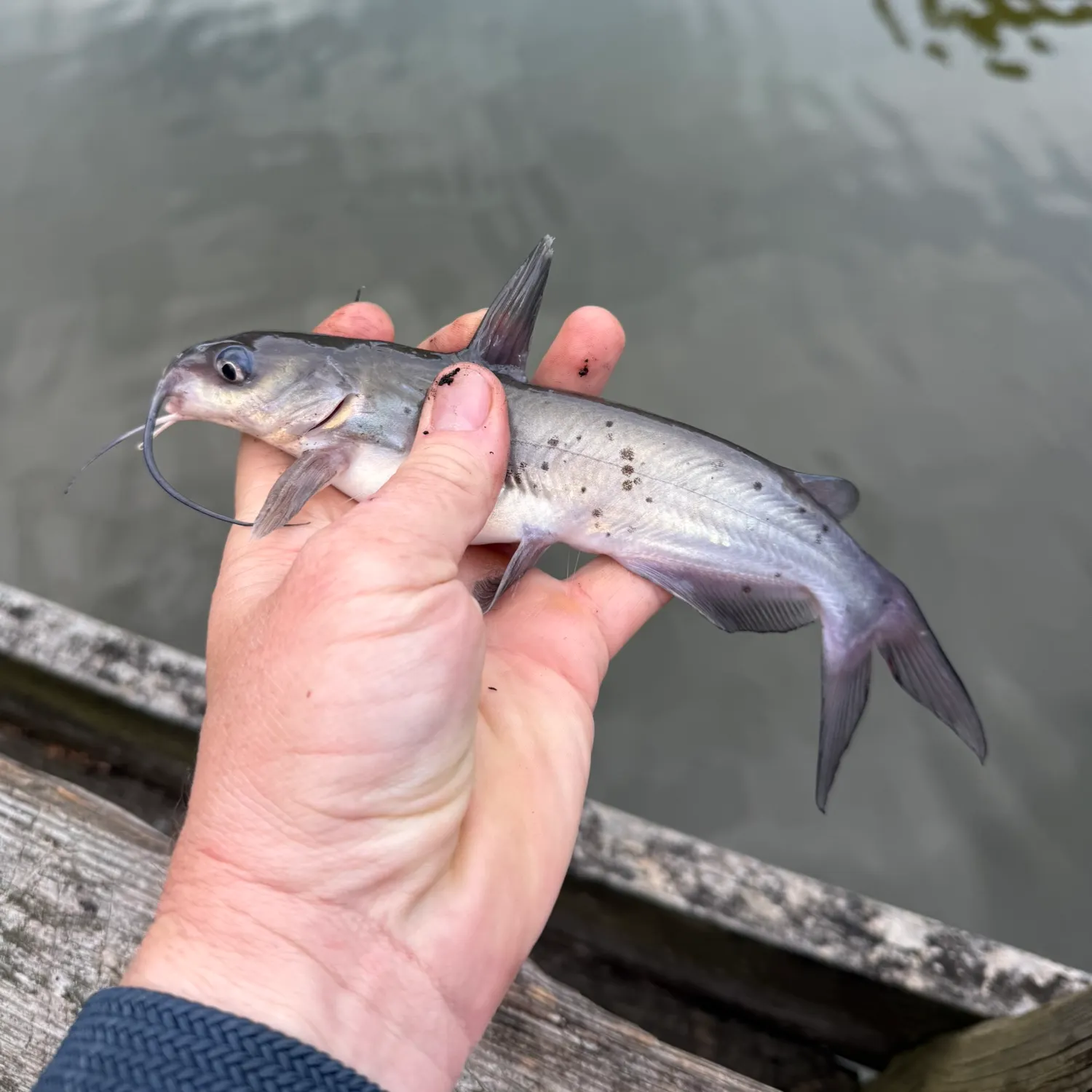 Channel catfish caught on Fishbrain