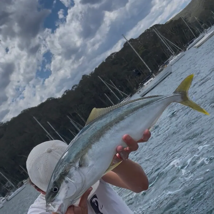 The most recent Southern yellowtail amberjack catches on Fishbrain