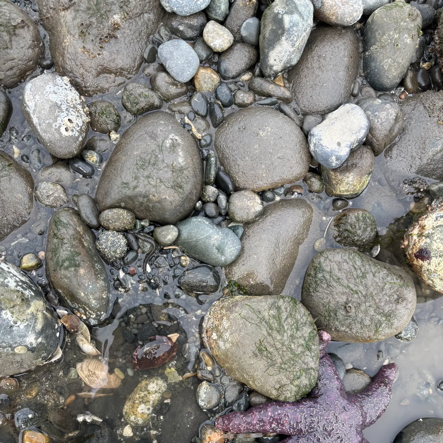 The most recent Sockeye salmon catches on Fishbrain