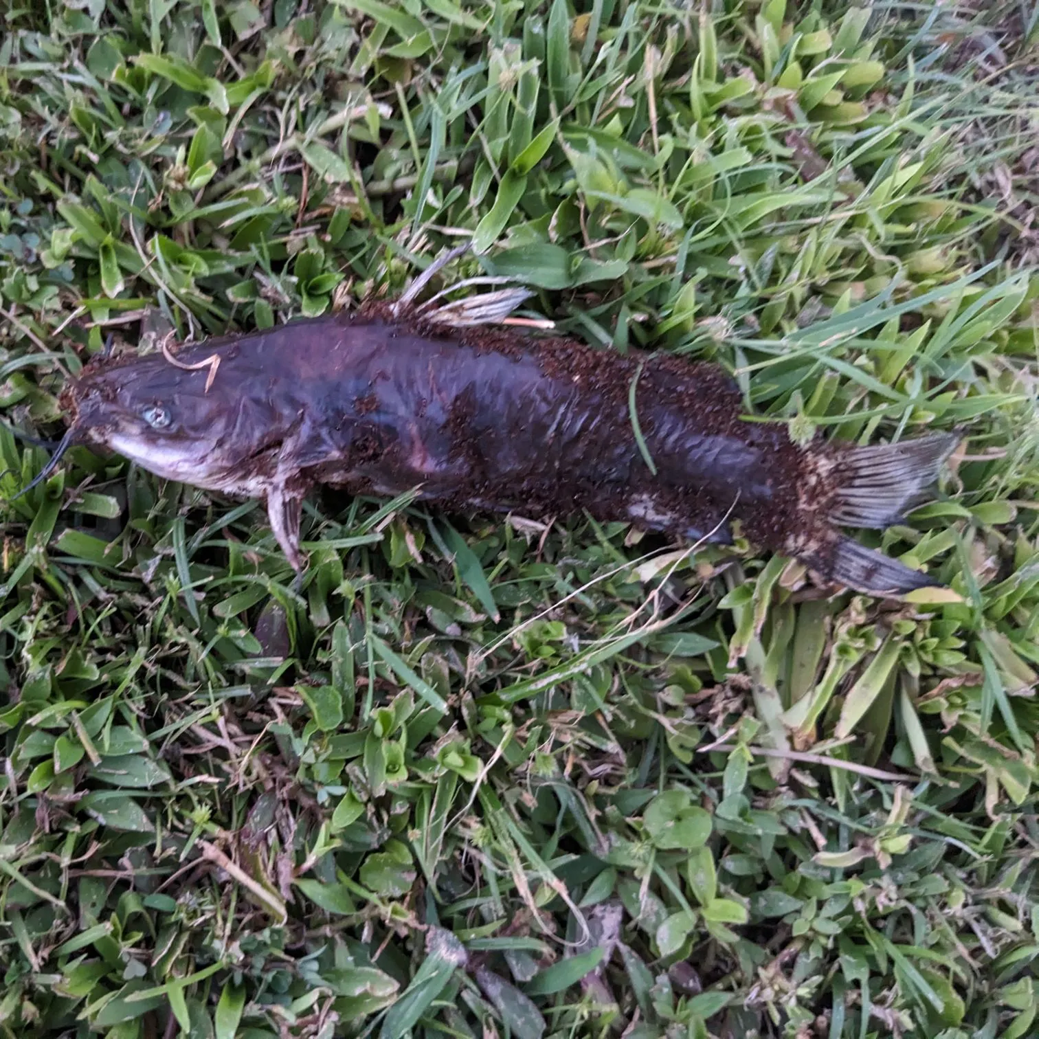 The most recent Brown bullhead catches on Fishbrain