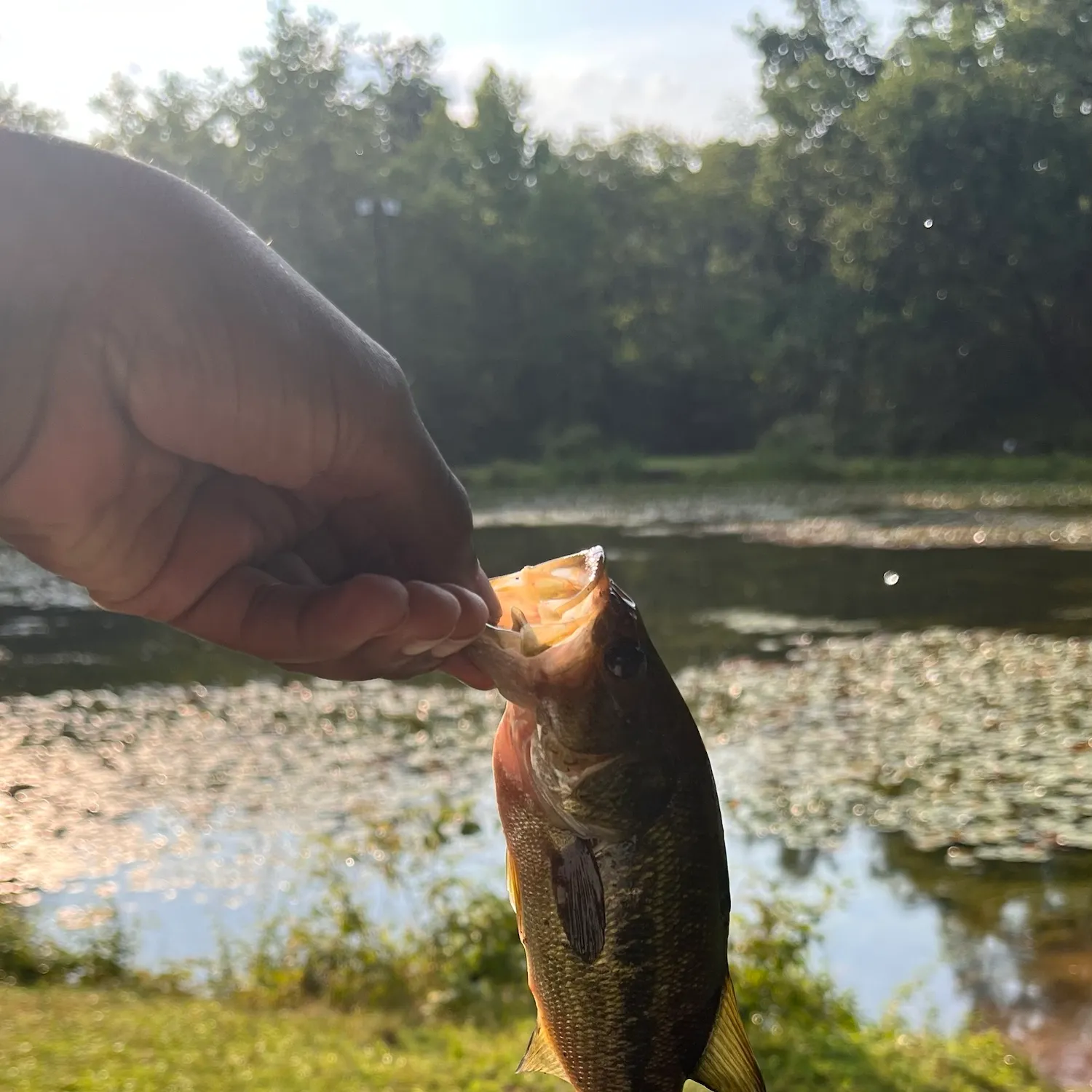 Largemouth bass caught on Fishbrain