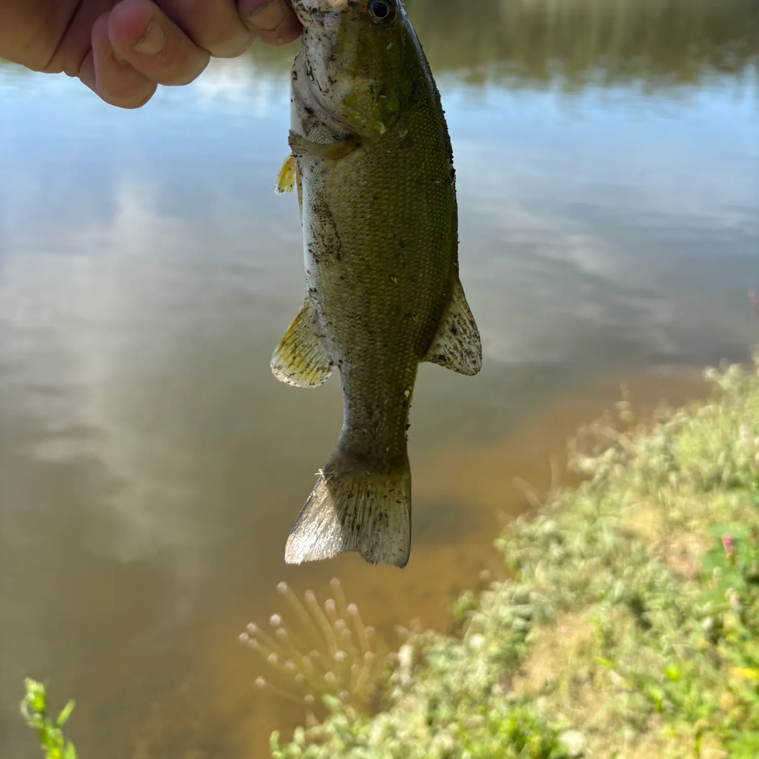 Smallmouth bass caught on Fishbrain