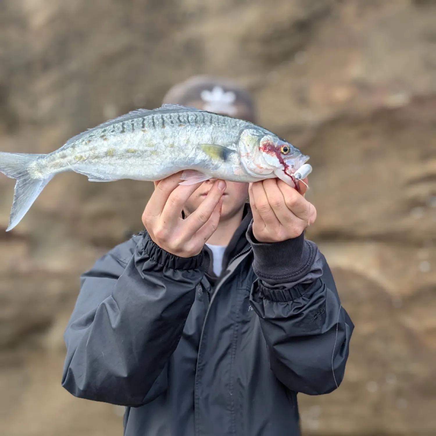 The most recent Australian salmon catches on Fishbrain