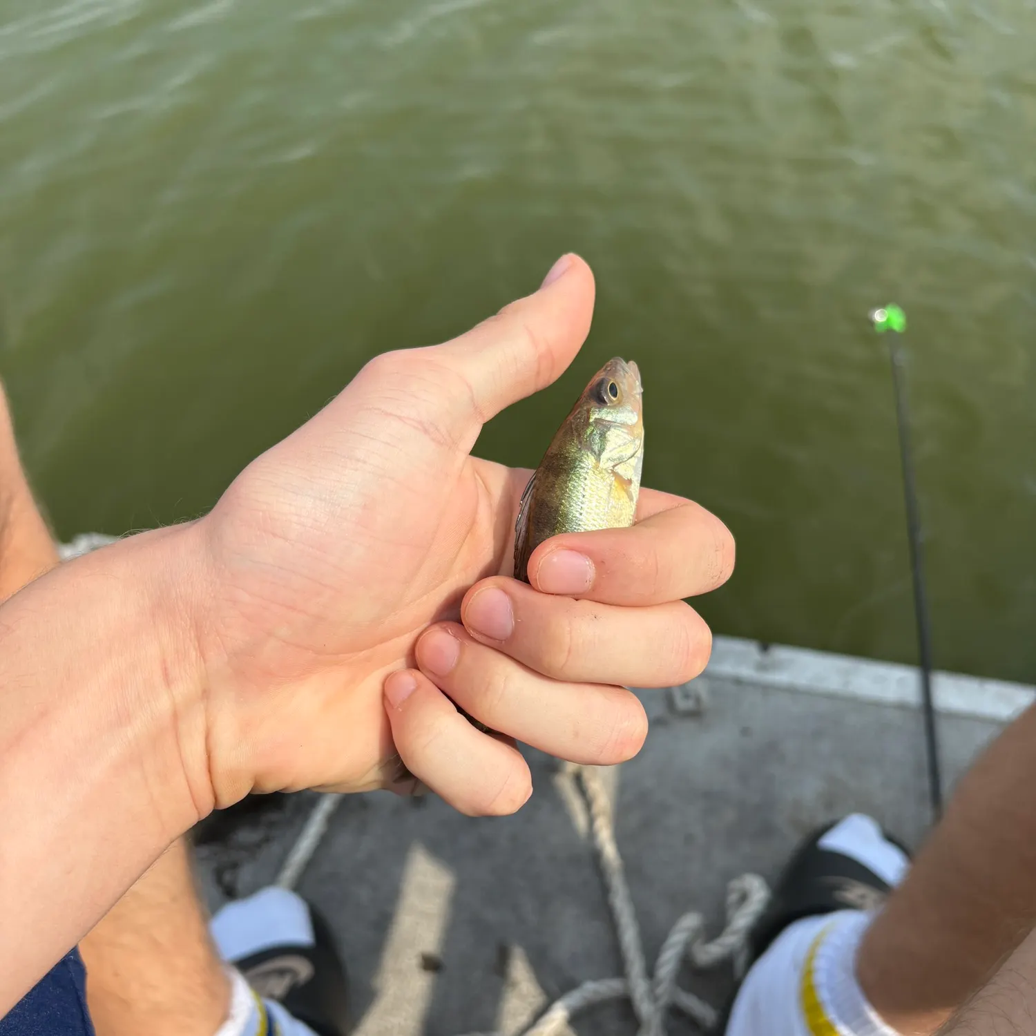 Yellow perch caught on Fishbrain