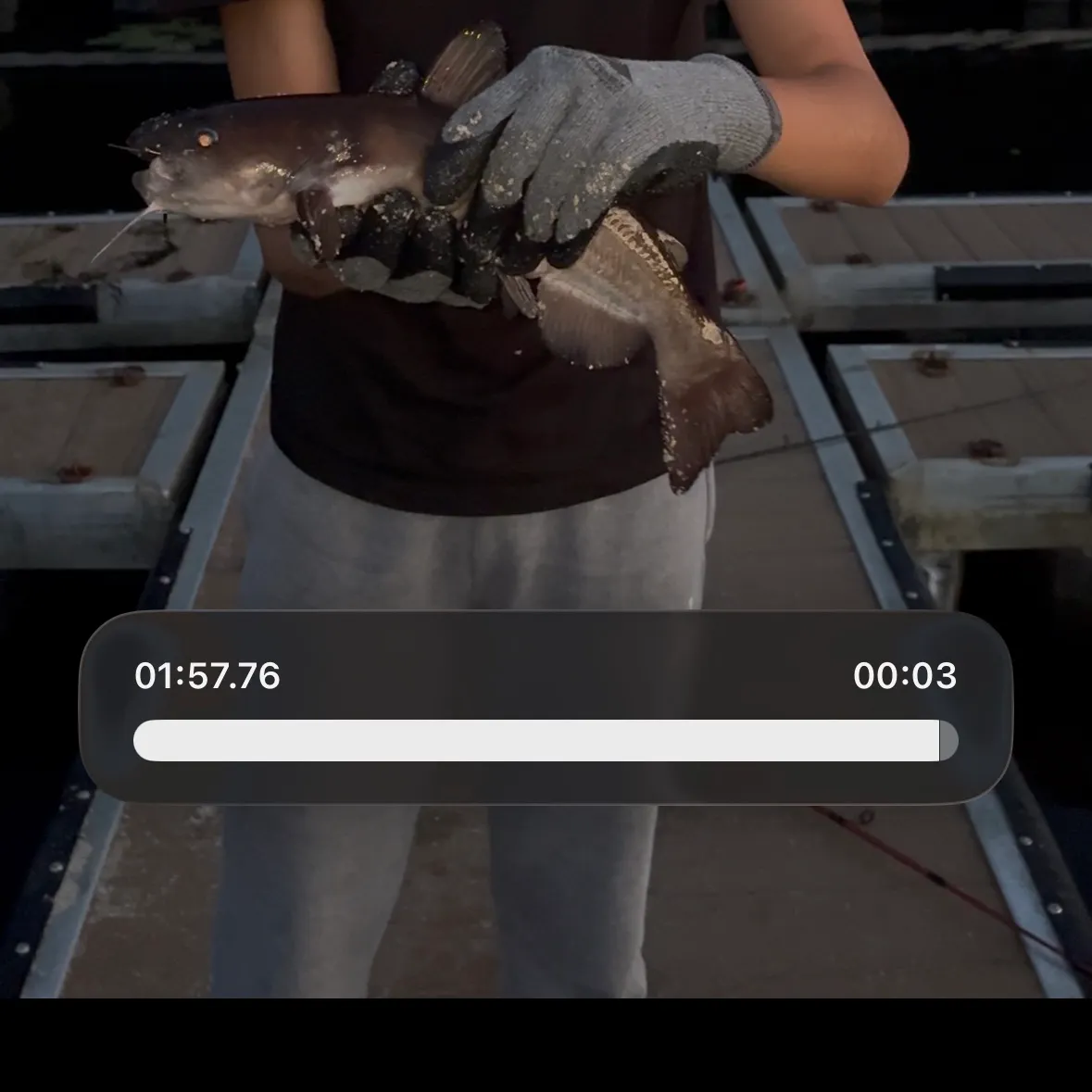 The most recent White bullhead catches on Fishbrain