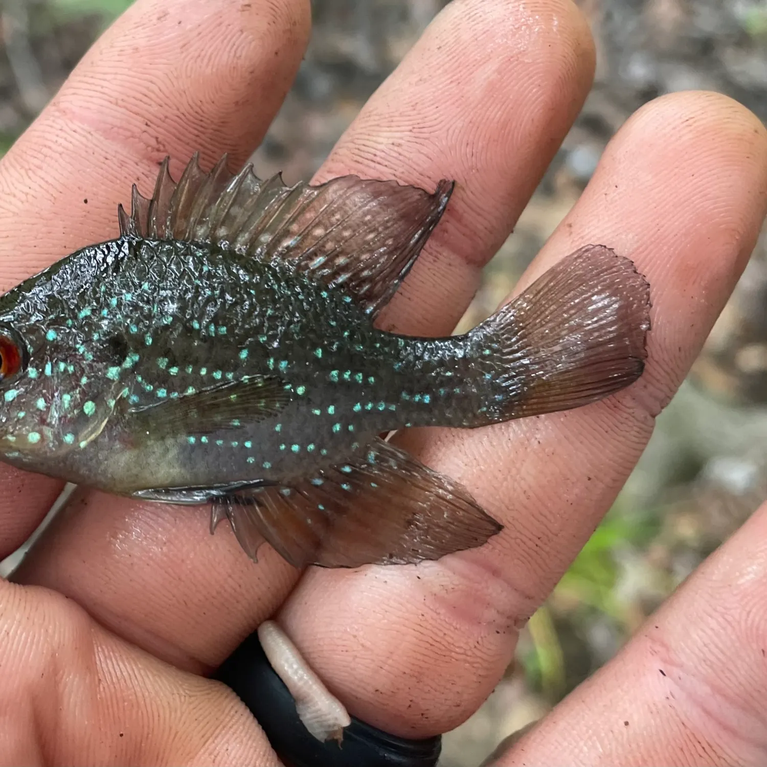The most recent Bluespotted sunfish catches on Fishbrain