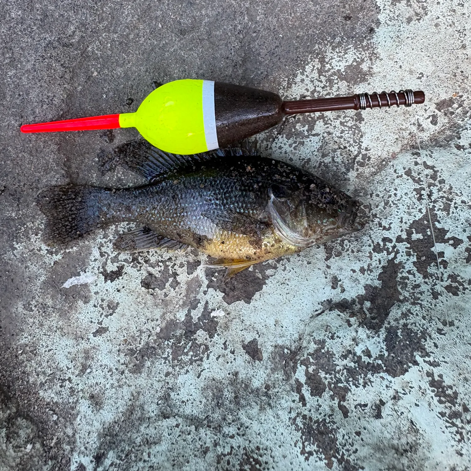 Green sunfish caught on Fishbrain