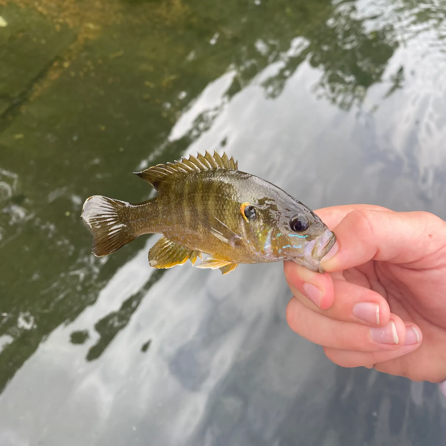 Green sunfish caught on Fishbrain