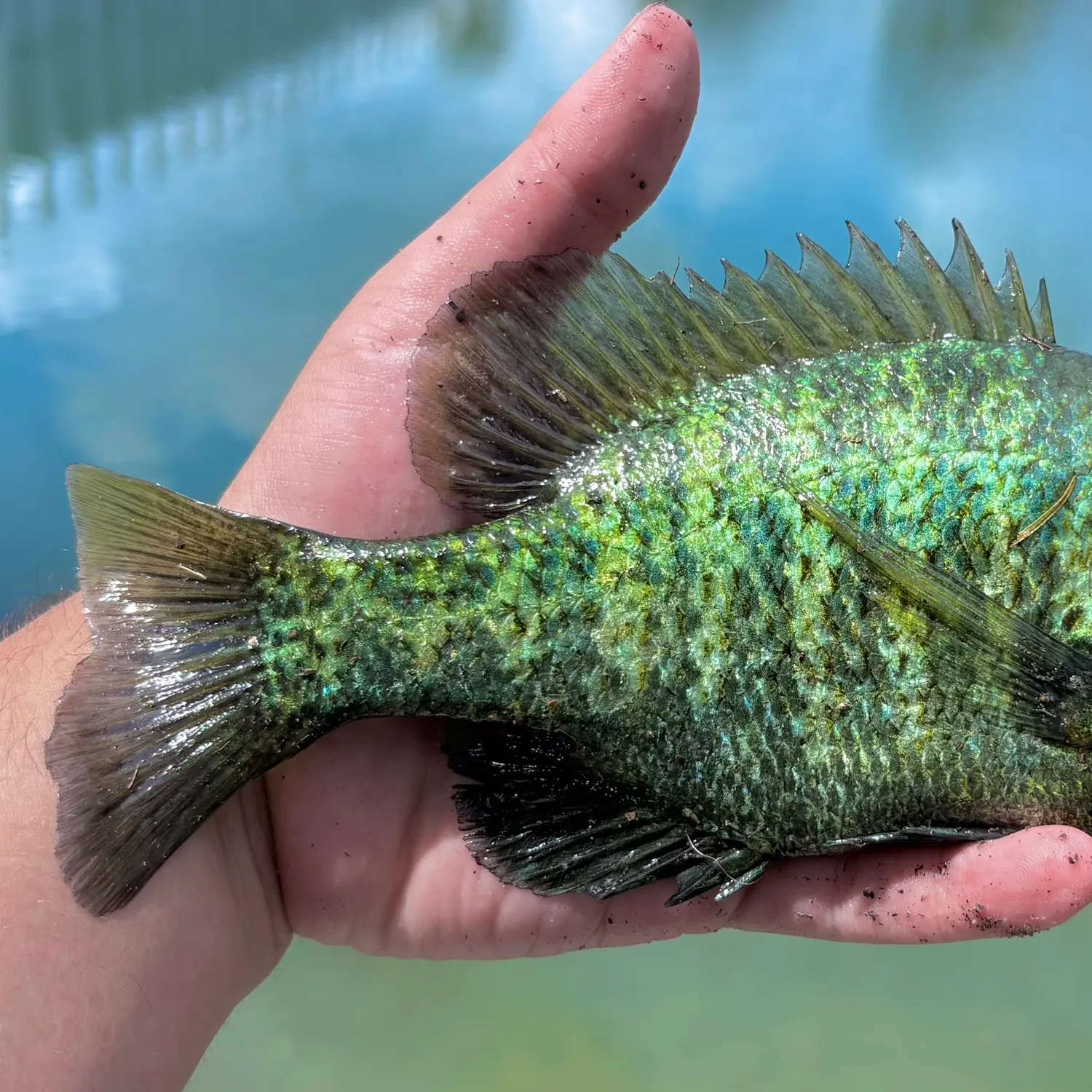 Redear sunfish caught on Fishbrain