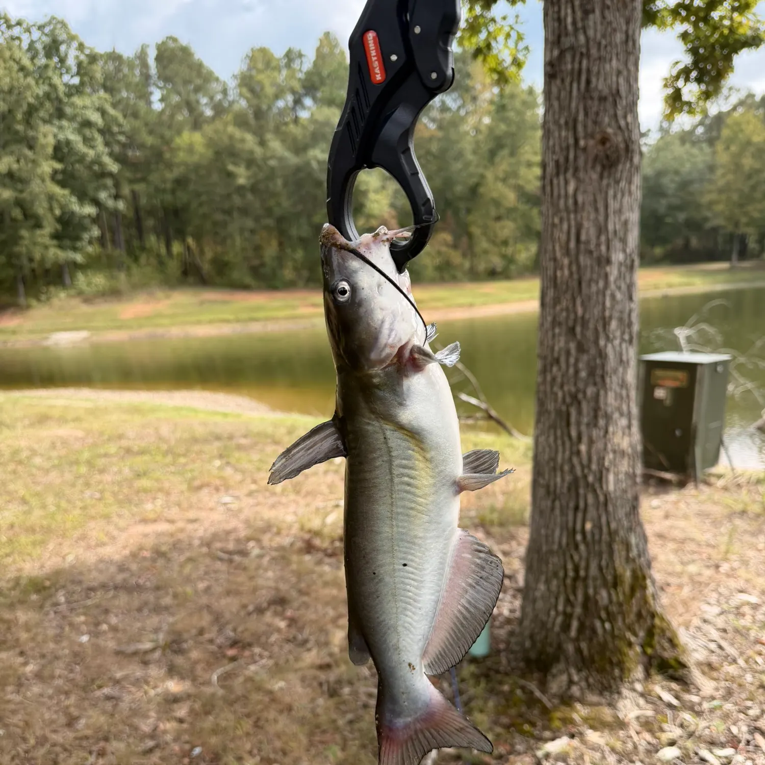 Channel catfish caught on Fishbrain