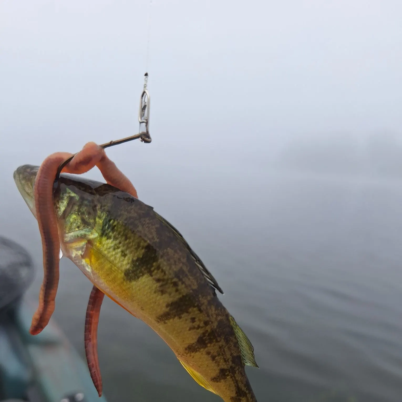 Yellow perch caught on Fishbrain