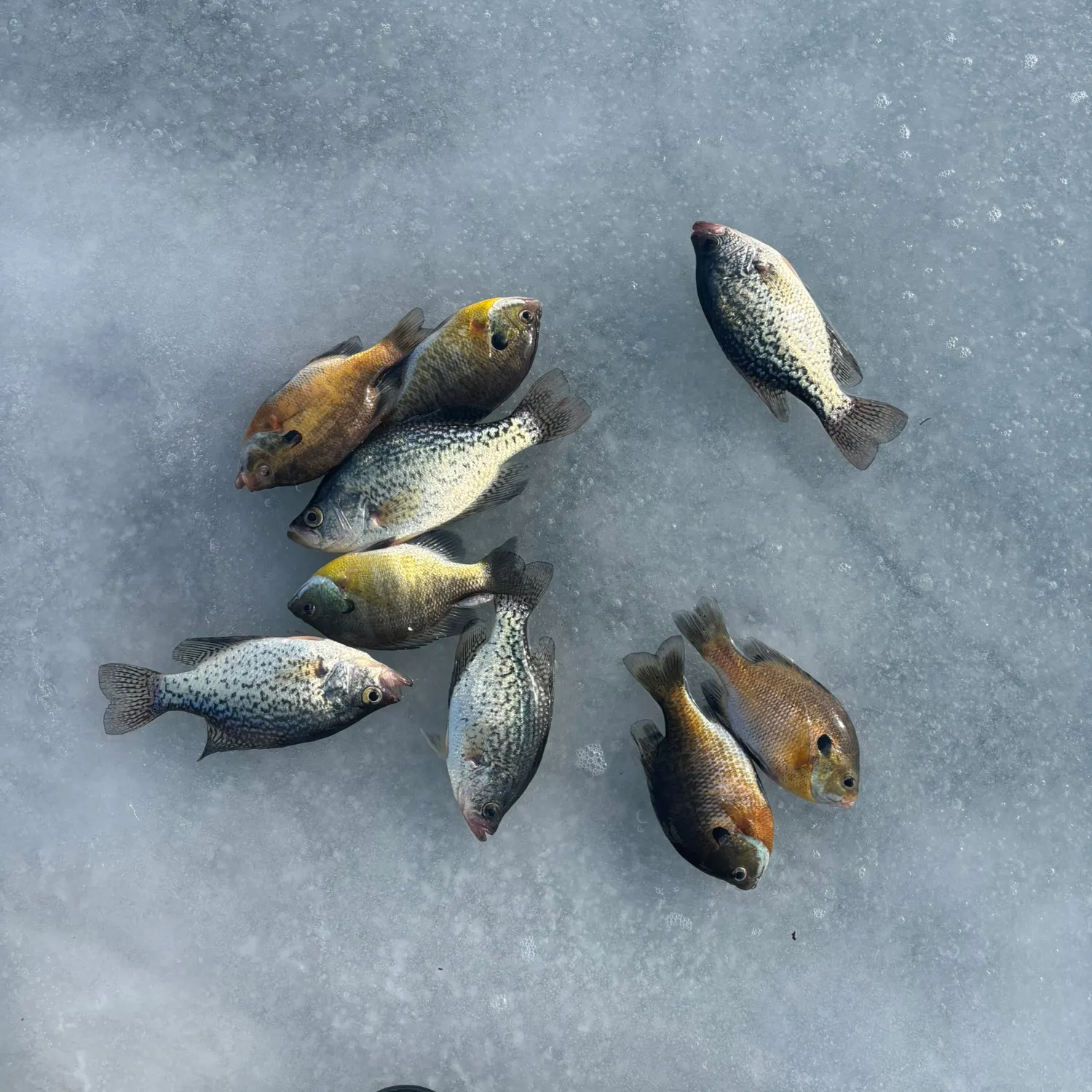 recently logged catches