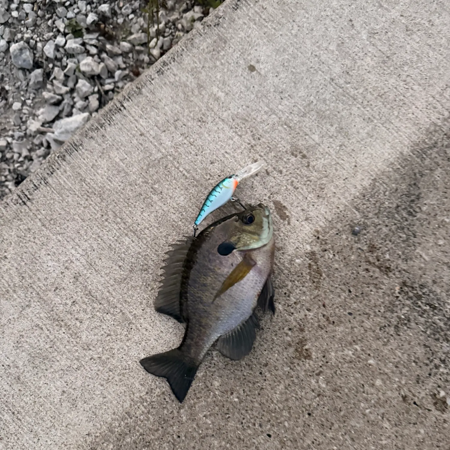 Bluegill caught on Fishbrain