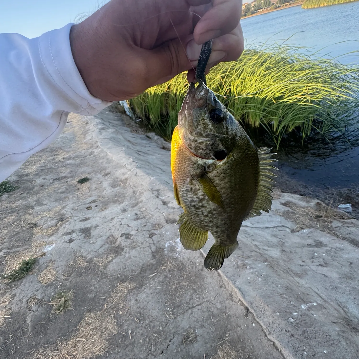 Redear sunfish caught on Fishbrain