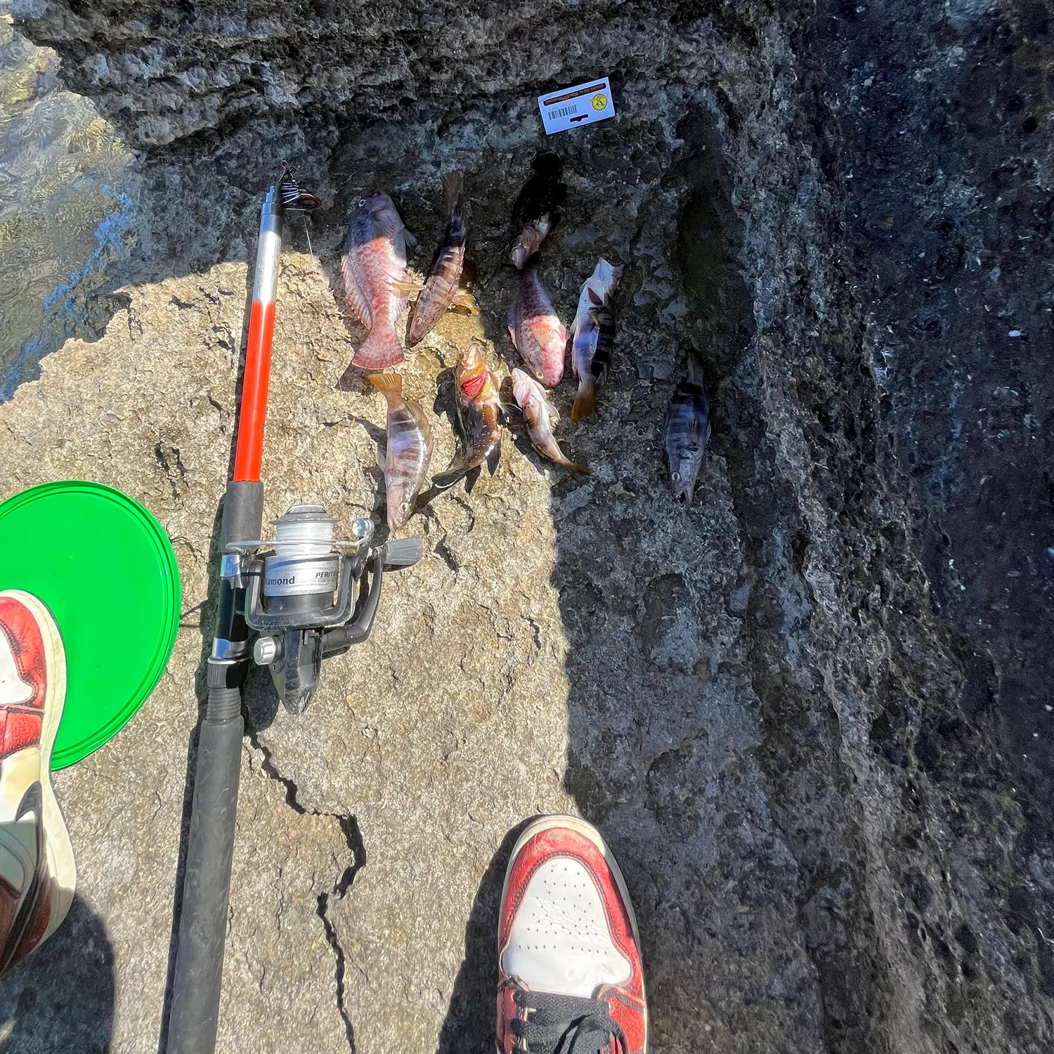 recently logged catches