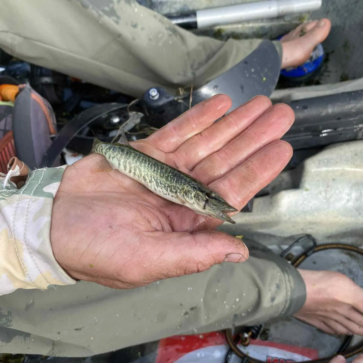 The most recent Grass pickerel catches on Fishbrain