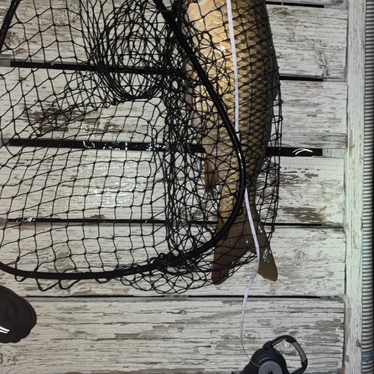Fish caught on Fishbrain