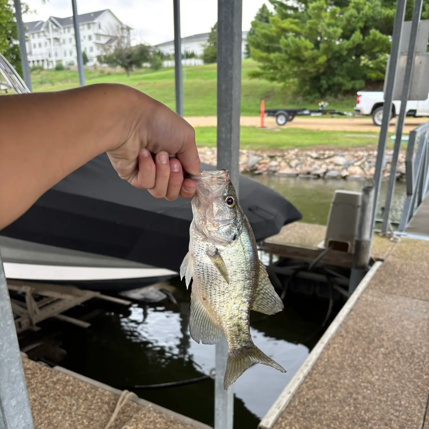Black crappie caught on Fishbrain