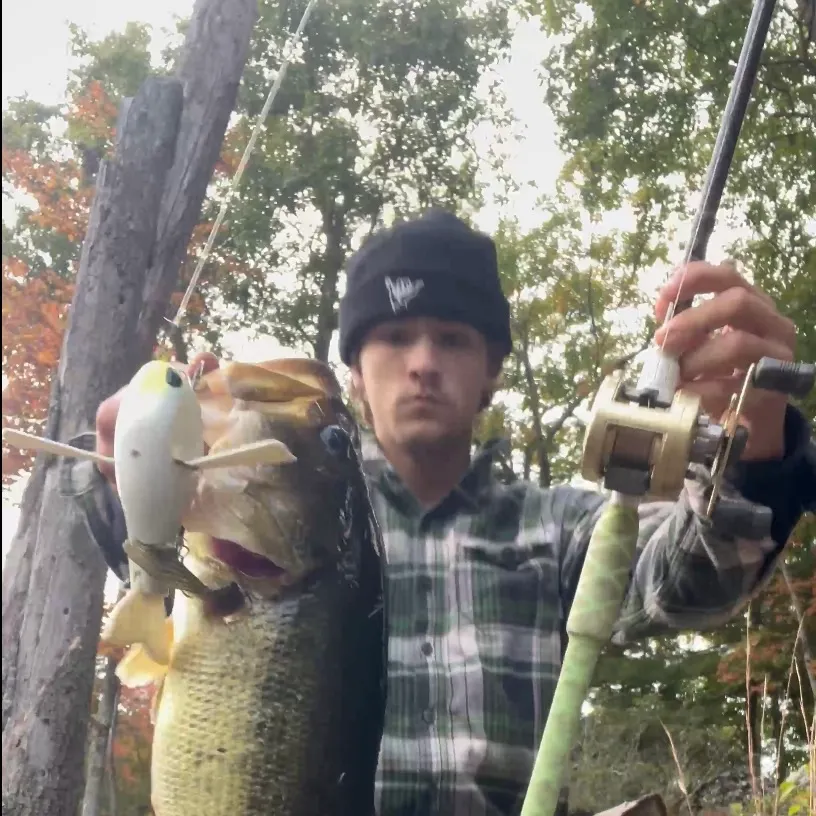 Largemouth bass caught on Fishbrain