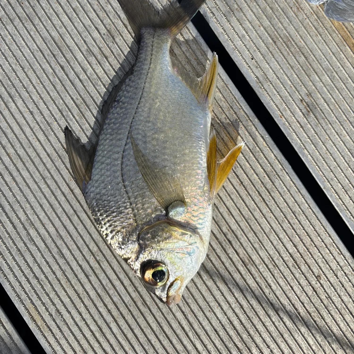 The most recent Striped mojarra catches on Fishbrain