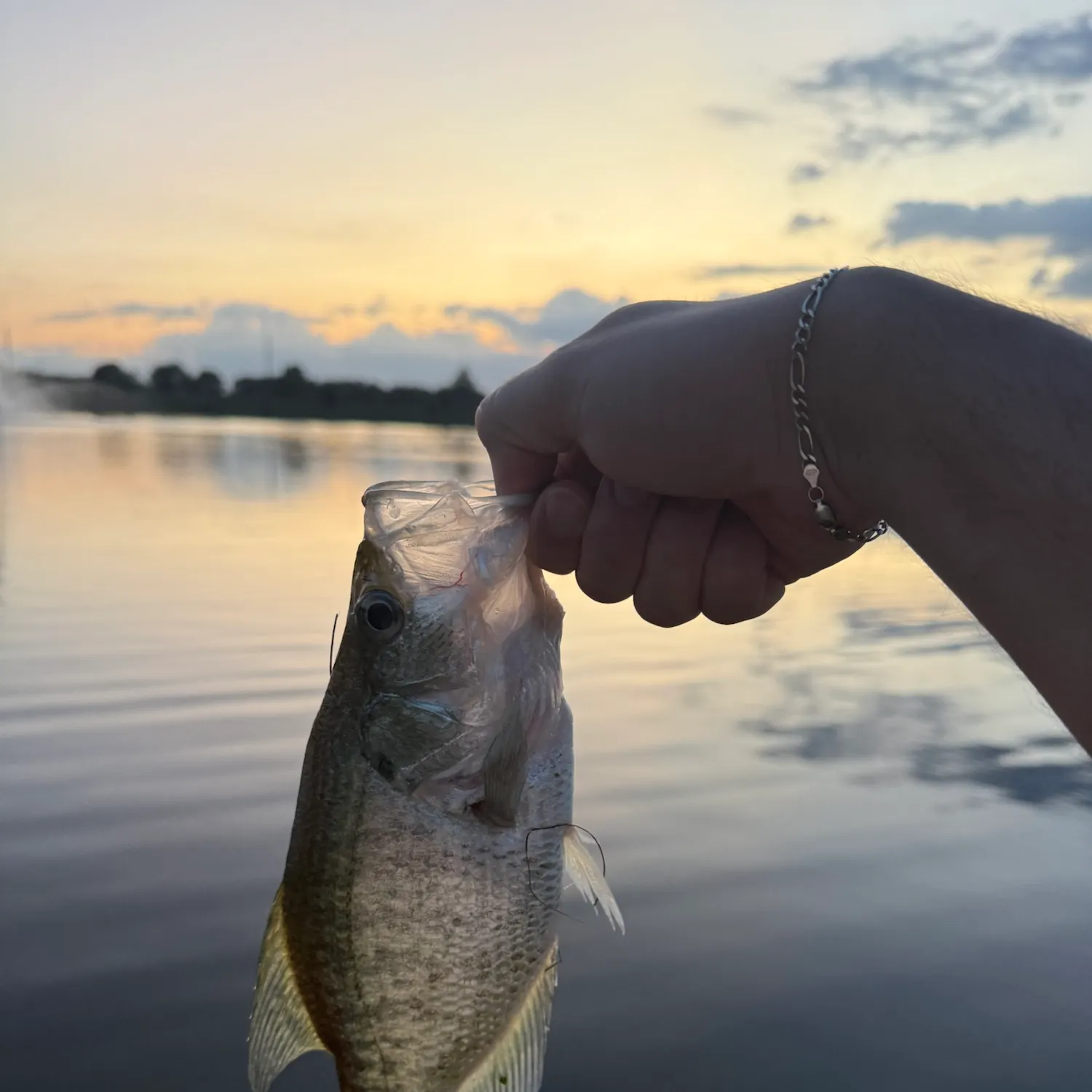 White crappie caught on Fishbrain