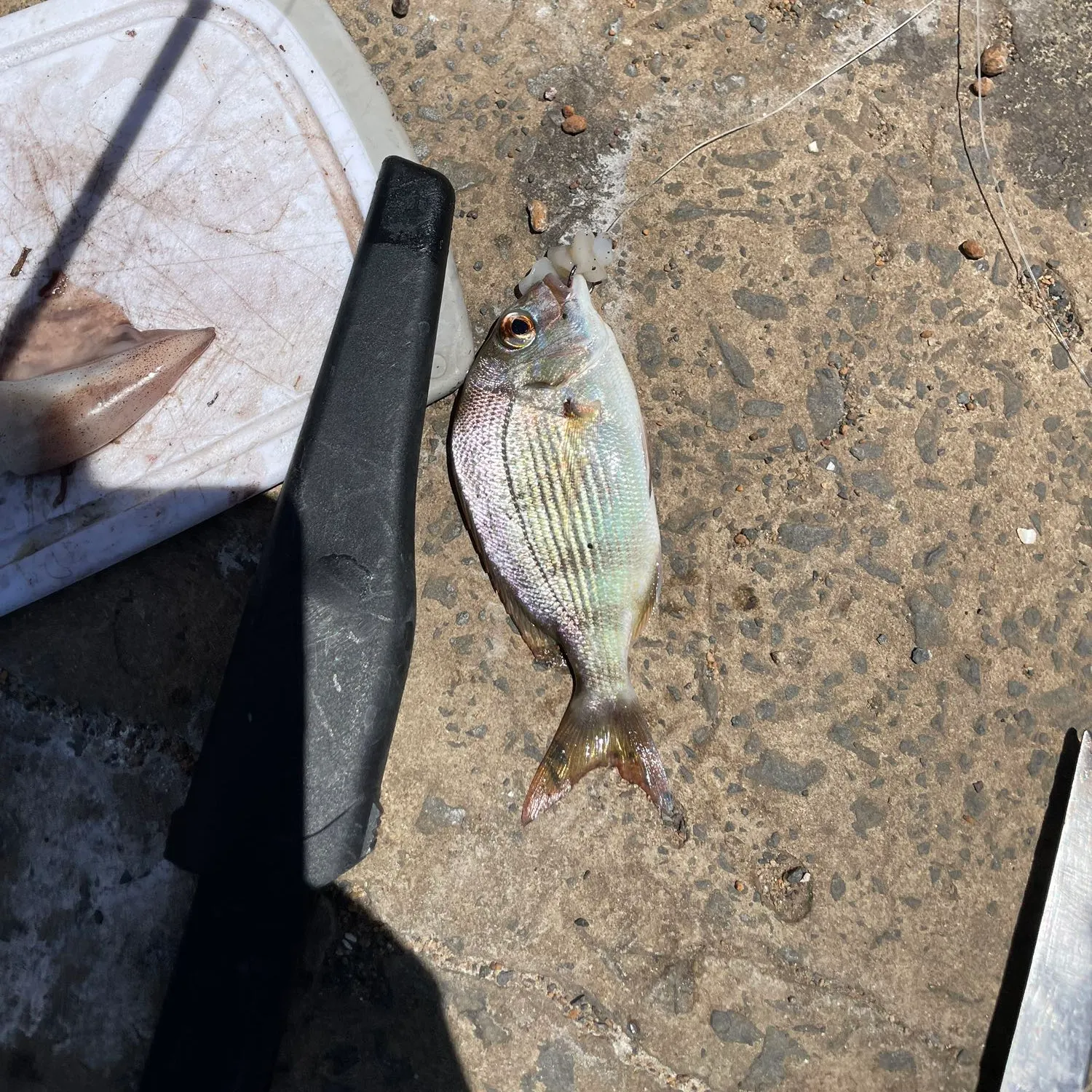 Southern black bream caught on Fishbrain