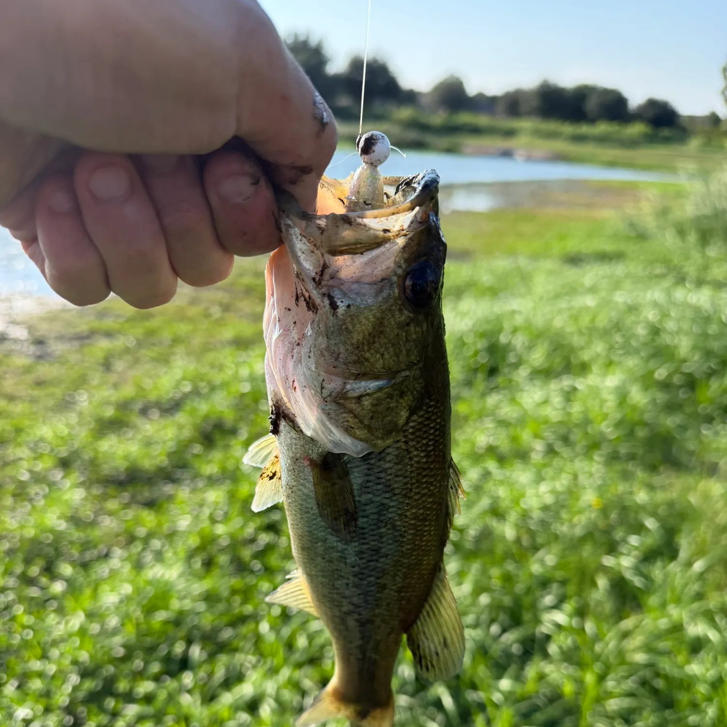 Largemouth bass caught on Fishbrain