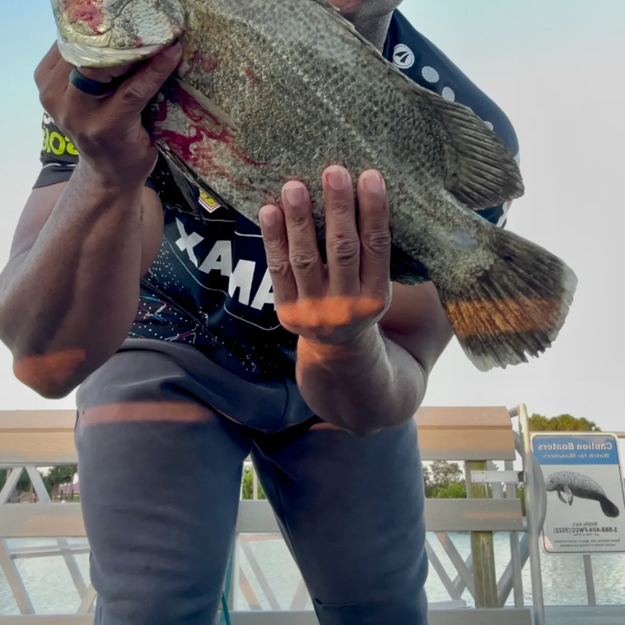 The most recent Atlantic tripletail catches on Fishbrain