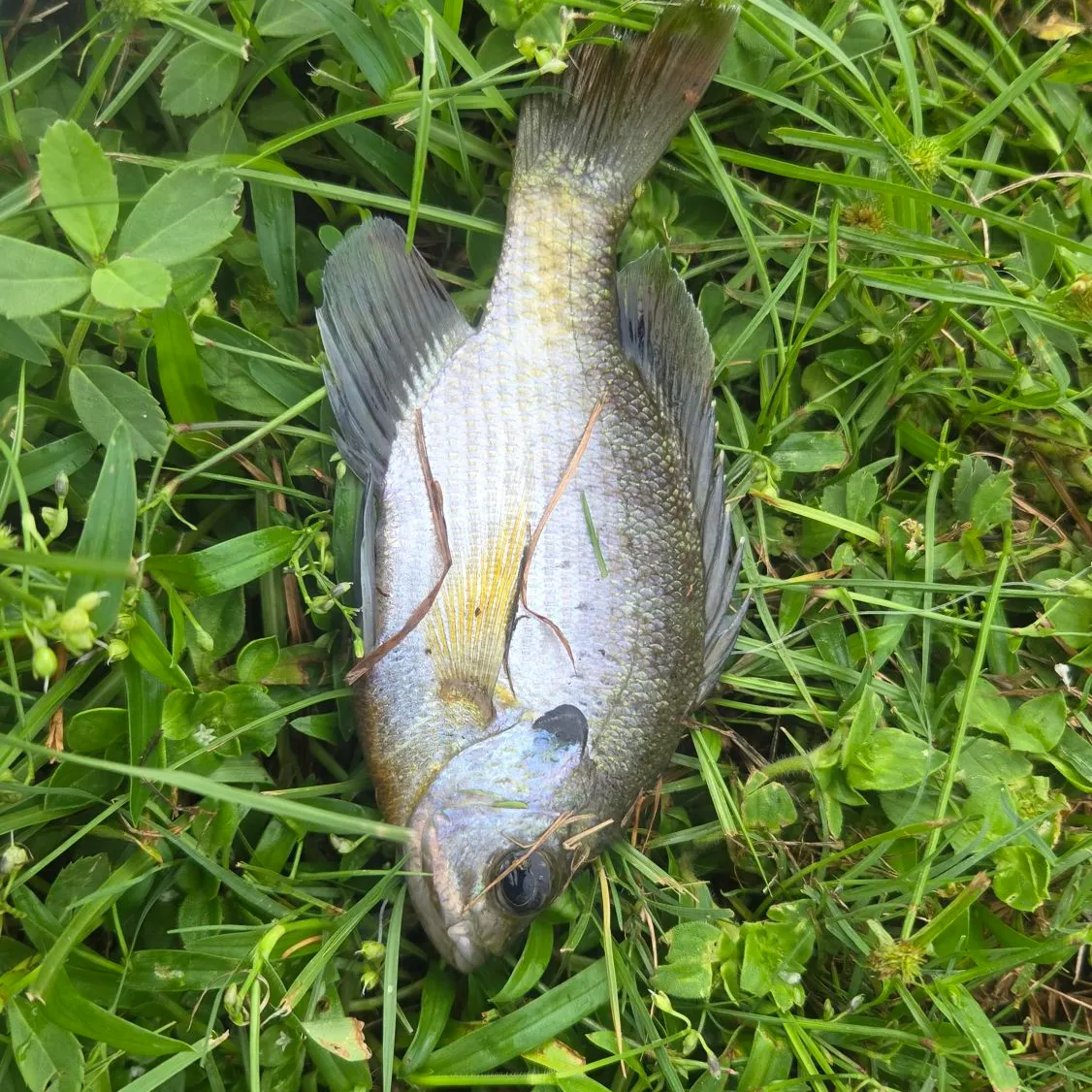 The most recent Coppernose bluegill catches on Fishbrain
