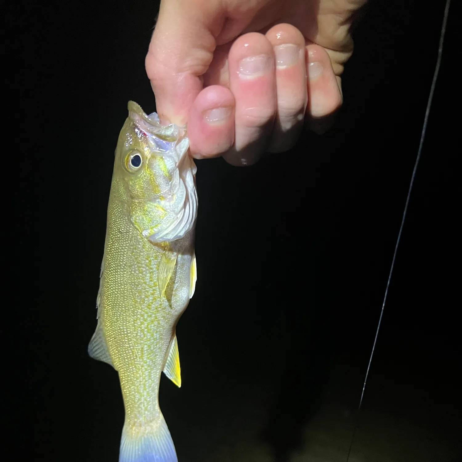 Smallmouth bass caught on Fishbrain