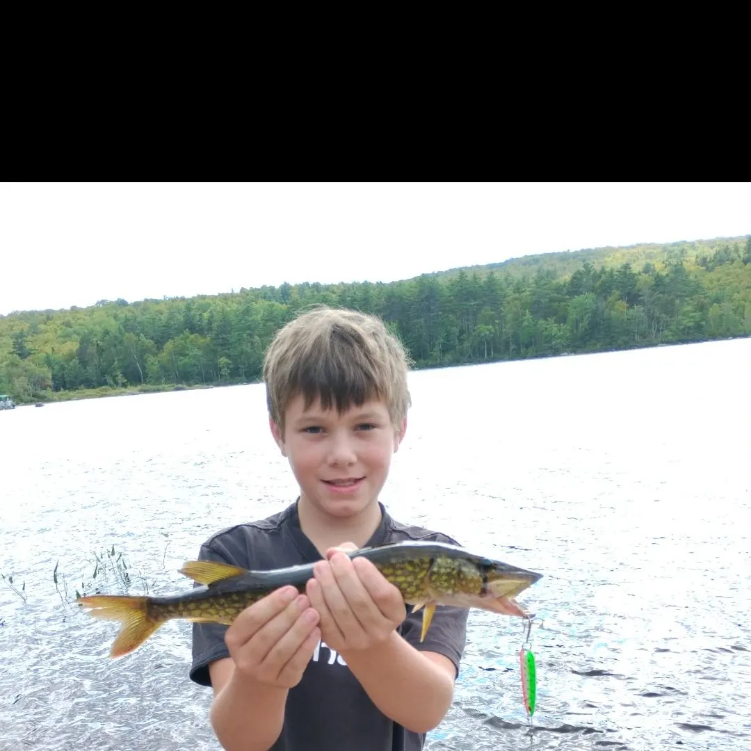 Chain pickerel caught on Fishbrain