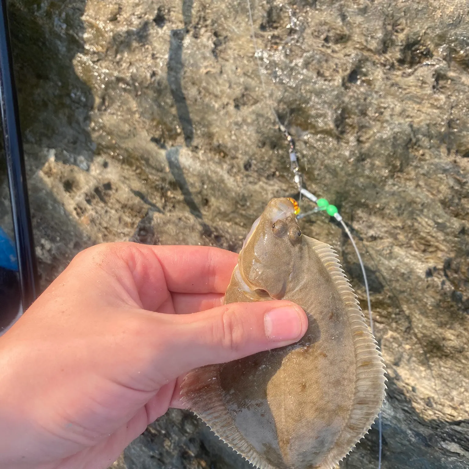 The most recent European plaice catches on Fishbrain