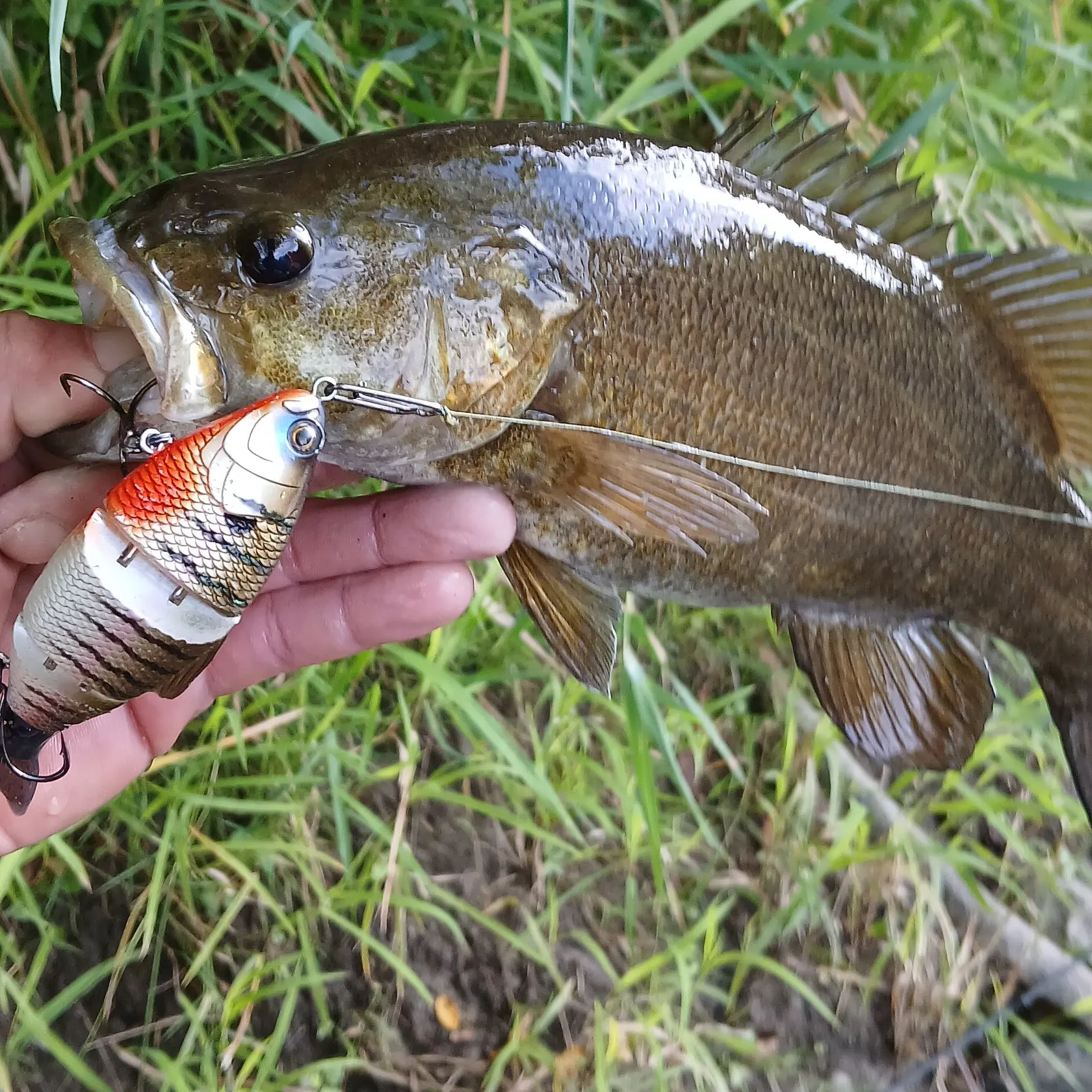 Smallmouth bass caught on Fishbrain