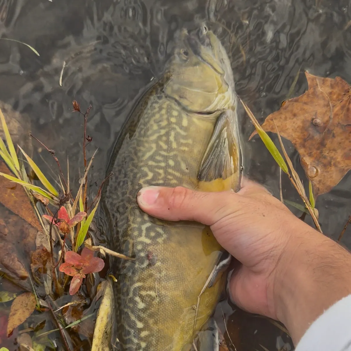 Tiger trout caught on Fishbrain