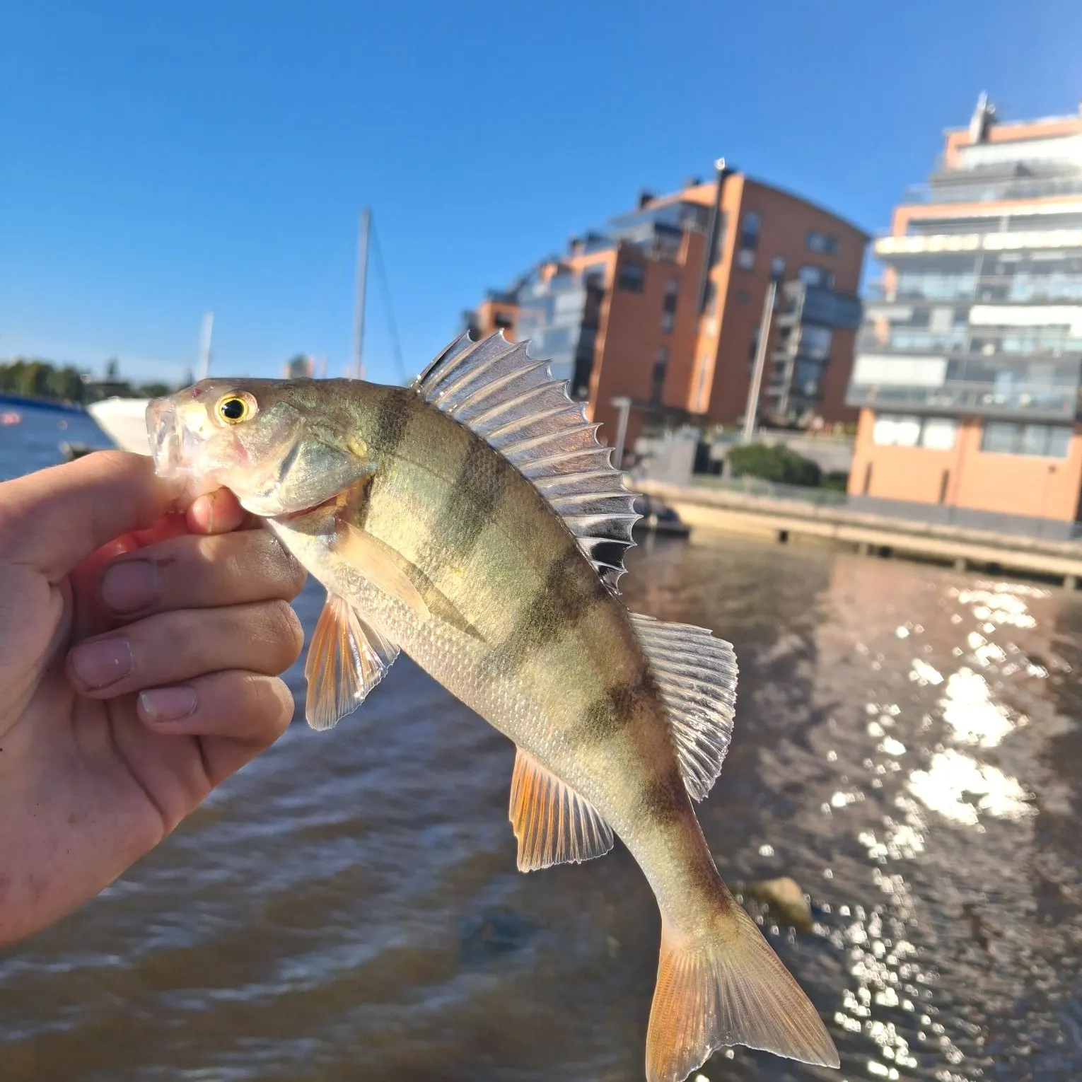 European perch caught on Fishbrain