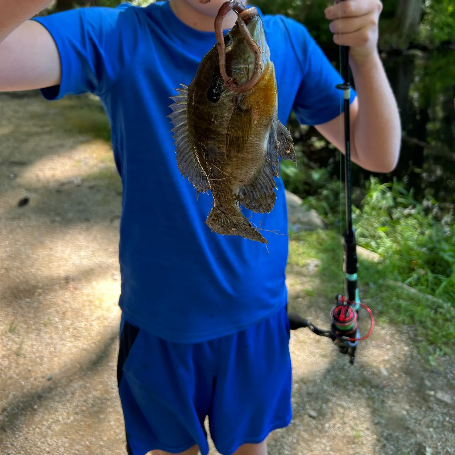 Bluegill caught on Fishbrain