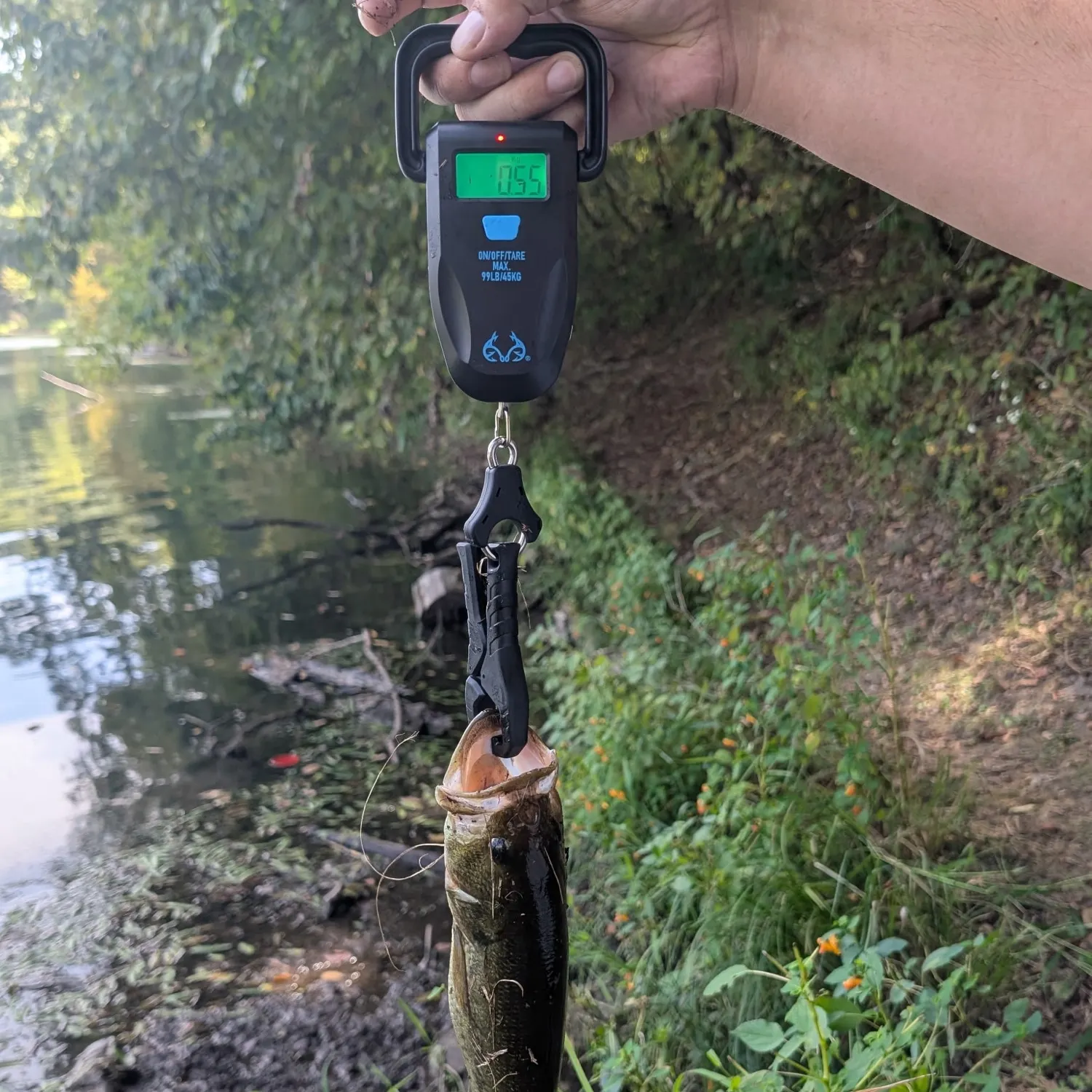 Largemouth bass caught on Fishbrain