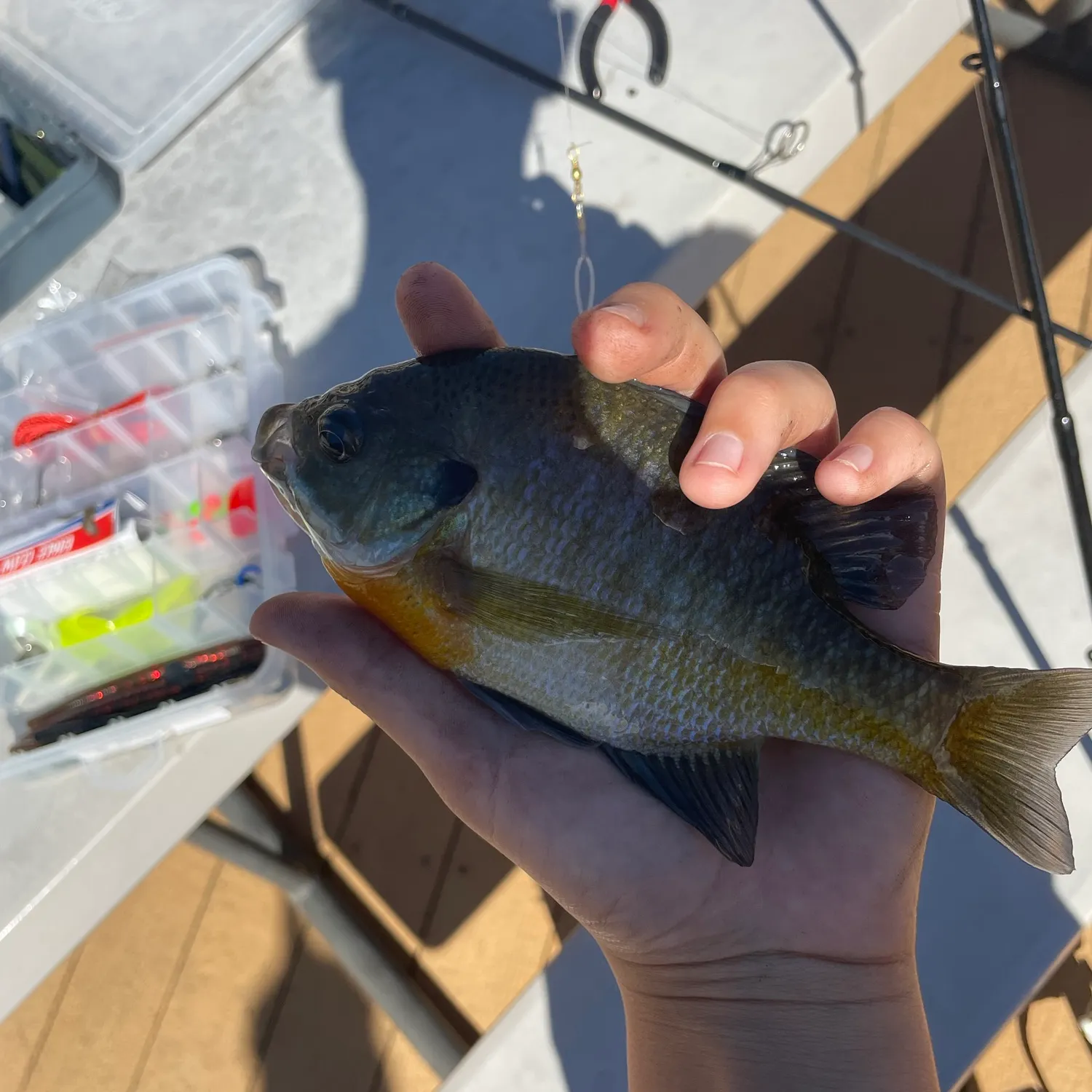 Bluegill caught on Fishbrain