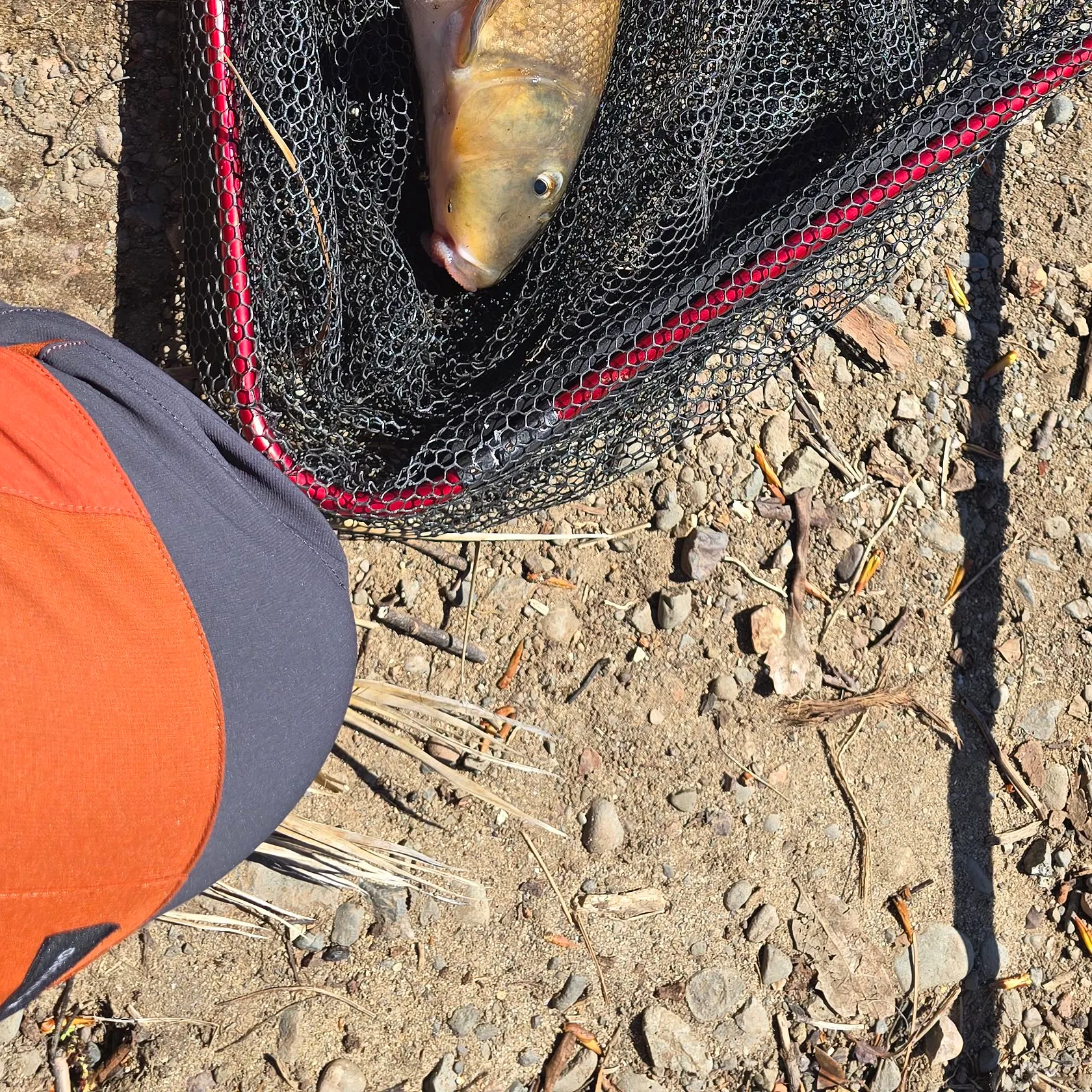 The most recent Sacramento sucker catches on Fishbrain