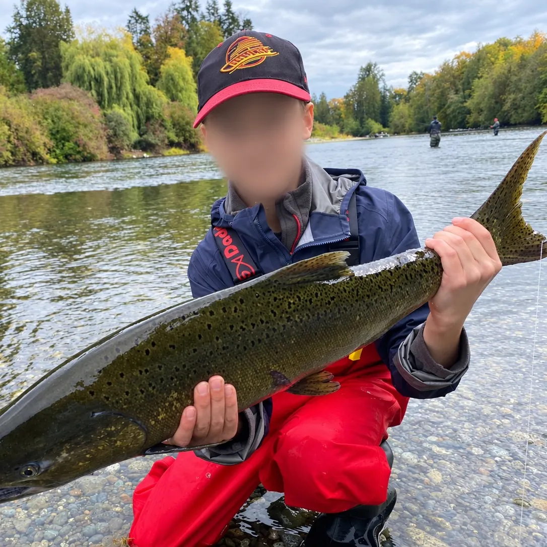 Chinook salmon caught on Fishbrain