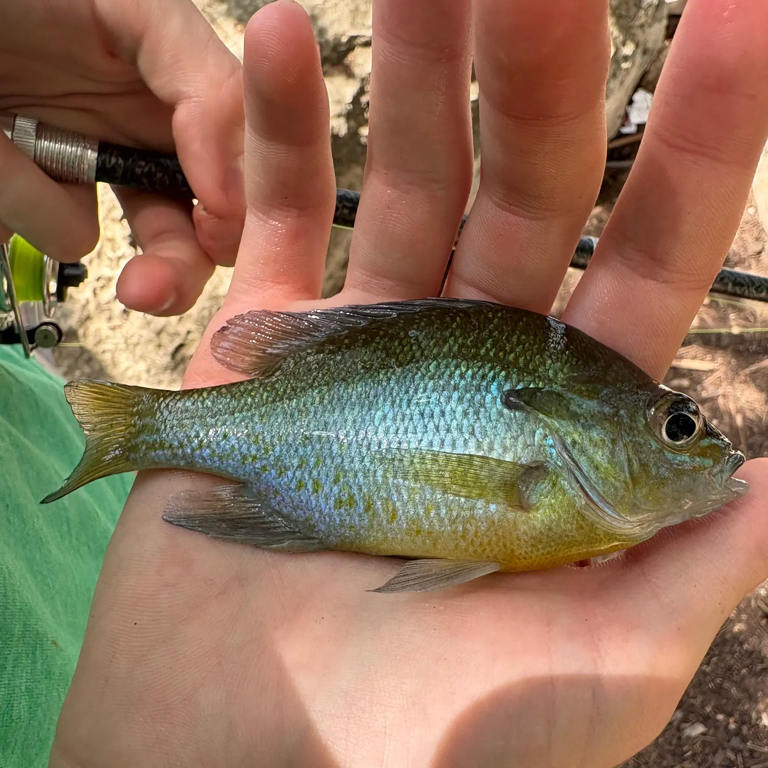 Redbreast sunfish caught on Fishbrain